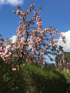 Birkevang-02