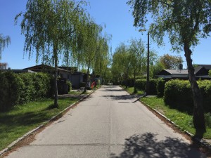Birke Allé