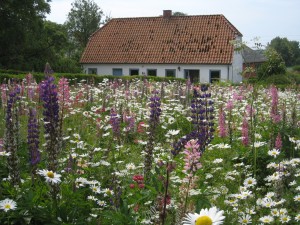 changshus på ærø