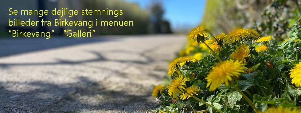 Stemningsbilleder